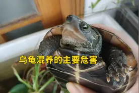 草龟花龟乌龟可以混养吗，有什么缺点？盘点龟群养的几个常见危害视频封面