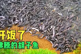 鲶鱼到底脏不脏？养殖过程告诉你答案视频封面