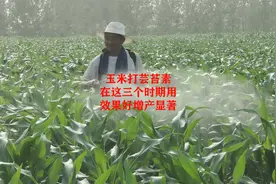 玉米喷施芸苔素内酯，在这三个时期用，效果好增产最显著