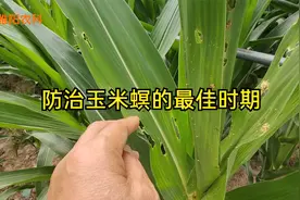 在这个时期防治二代玉米螟，一遍就能杀干净，持效期可达30天