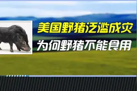 美国野猪泛滥成灾，身上携带大量细菌，为何野猪不能食用？视频封面