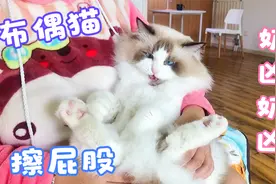 布偶猫早上叫主人起床起擦屁股，一万用奶凶的声音嗷嗷叫视频封面