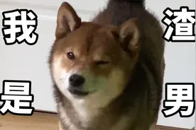 无情！柴犬爸爸竟然不认自己的亲生孩子！！！视频封面