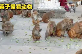 街边猴子泛滥成灾，都喜欢吃甜豌豆，一大袋都吃光了