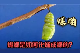 蝴蝶一生要经历四个阶段，是如何化蛹成蝶的？