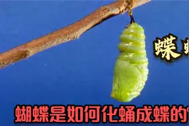 蝴蝶一生要经历四个阶段，是如何化蛹成蝶的？视频封面