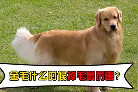 金毛掉毛严重吗？什么时候掉得最厉害、又该怎么办？视频封面