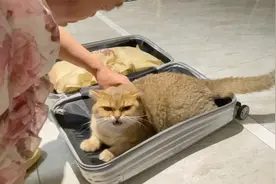 老妈收拾行李箱要走，4只猫挨个钻箱里赖着，一说就顶嘴被惯坏了视频封面