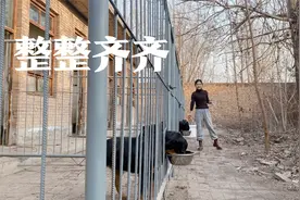 佳佳给狗狗们喂食，一家人就要整整齐齐！内含佳佳的独家狗粮配方