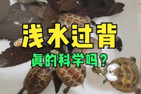 养龟要多深的水？浅水过背科学吗？乌龟饲养水位解答视频封面