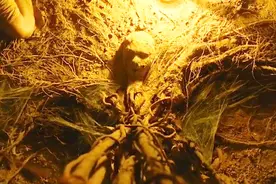 老奶奶被埋地下15年，还有心跳，她长成了一棵树视频封面