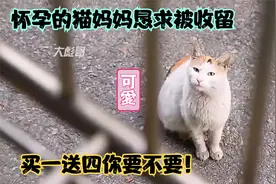 一只怀孕的猫妈妈，看上了一位带娃的母亲，千方百计的想要被收留视频封面