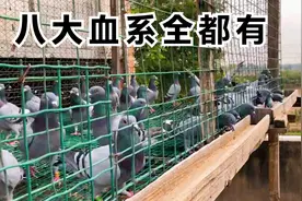 他养鸽子上千羽，他饲养粗矿但从不生病，大家来欣赏了解下视频封面