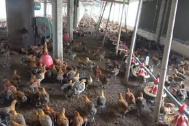 小鸡盲肠球虫病爆发，小伙连夜配药治疗，预防球虫要注意以下细节视频封面