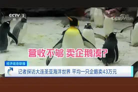 营收不够 卖企鹅来凑？大连圣亚平均一只企鹅卖43万元视频封面