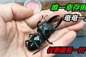养了8个月的锹甲，生命就快走到尽头，现在已经奄奄一息视频封面