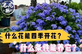 什么花能四季开花？什么条件能养它？蓝雪花养护教学！