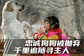 狗狗能有多忠诚？千里追寻主人，用一生弥补过失视频封面