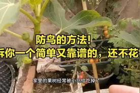 防鸟的方法！告诉你一个简单又靠谱的，还不花钱视频封面