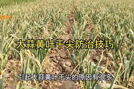 大蒜返青后这样防治黄叶干尖，做好这两点一次就能解决视频封面