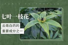七叶一枝花——云南白药的重要成分之一视频封面