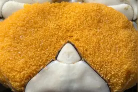 大海退潮后，大庆赶海捡到一只搁浅的母螃蟹，还带着一窝小宝宝