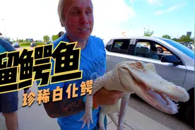 老外超市遛鳄鱼，立马成街头靓仔，这买一条要多少钱！视频封面