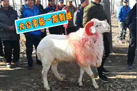 斗羊大赛：压轴公羊放大招，一击制胜，实力真强悍视频封面