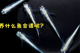 鱼缸怎么搭配观赏鱼？我给你推荐三种，各类鱼缸都适用视频封面