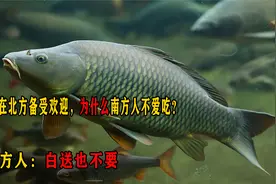 鲤鱼在北方备受欢迎，为什么南方人不爱吃？南方人：白送也不要
