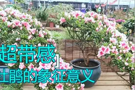 自古文人爱杜鹃，杜鹃花的象征意义你了解吗？视频封面