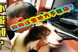 挑战狗狗不能碰的地方，看边牧作何反应？狗：我的忍耐是有限的视频封面