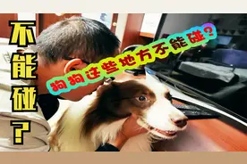 挑战狗狗不能碰的地方，看边牧作何反应？狗：我的忍耐是有限的视频封面