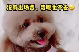 崽胖子真是个死要钱的家伙，没有出场费，崽爸根本就使唤不动它视频封面