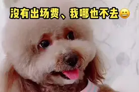崽胖子真是个死要钱的家伙，没有出场费，崽爸根本就使唤不动它视频封面