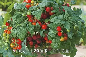西红柿花盆也能种，找点花盆种几棵，棵棵挂果几十个，好吃又安全视频封面
