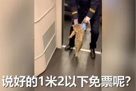 可爱！猫咪蹭坐高铁 被乘务员强行“扭送”下车：迈出灵魂小碎步视频封面