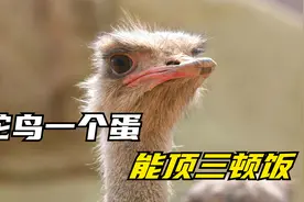 都说鸵鸟一个蛋，能顶三顿饭，你见过这么大的蛋吗视频封面