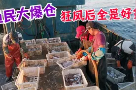 山东渔民狂风后出海捕鱼，6人拉到几百斤鱼，大丰收船舱都塞爆了视频封面