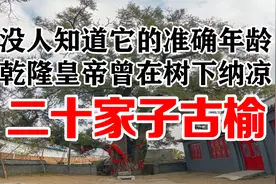 公主岭市二十家子镇有一棵古榆，乾隆皇帝曾在树下歇脚纳凉视频封面