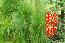 以前喂猪的松叶，现在却被人们称为长寿茶，你知道它有什么作用吗视频封面