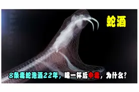 蛇泡酒蛇不死！8条毒蛇泡酒22年，喝一杯后中毒，为什么？