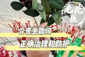 养花经常会出现介壳虫，如何正确防治介壳虫呢？介壳虫防治教学视频封面