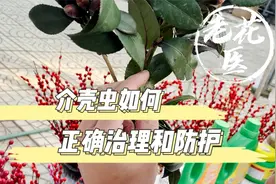 养花经常会出现介壳虫，如何正确防治介壳虫呢？介壳虫防治教学视频封面
