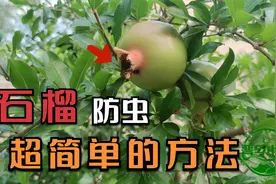 石榴生虫该怎么来防治虫害？不用喷农药方法很简单，效果杠杠的