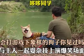 会下象棋打游戏的狗子你见过吗，每天与主人耍杂技，上演搞笑大戏视频封面