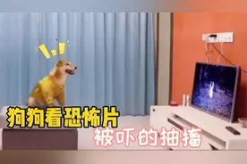 盘点被吓搞笑名场面：狗狗看恐怖片，被吓的抽搐真是太搞笑视频封面