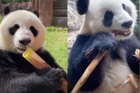 超级下饭的吃播熊猫吃竹笋