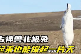 兔子中的大长腿，站起来也能撑起一片天，传说中的北极兔！视频封面