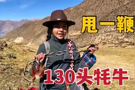 藏族姑娘养130头牦牛，鞭子一甩就满山跑，自己都算不清值多少钱视频封面